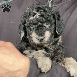 Kirby/Mini Labradoodle									Puppy/Male																/7 Weeks,Meet Kirby! He is a sweet, friendly little guy who is sure to steal your heart with his handsome little face! He was born and raised on our family farm and loves to play with his siblings and us. He is an F1B mini labradoodle- his Mom Daisy is a standard size first generation labradoodle weighing around 40 pounds and his Daddy Duke is a miniature registered poodle weighing around 12 pounds. We expect Kirby to weigh between 20-30 pounds fully grown. We administered the Early Neurological Stimulation ( ENS)  program to him at a young age. Kirby is Vet Checked, up to date on his age appropriate vaccinations, on a deworming schedule, microchipped and comes with a 1 year Genetic Health Guarantee. Please call or text Eli or Lori if you would like to know more about Kirby or wish to see more pictures or videos. All Sunday call, texts and emails will be returned Monday morning. Delivery is available at an extra cost. 