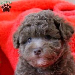 Fred/Havapoo									Puppy/Male																/February 21st, 2025,Fred is a fun and playful Havapoo puppy that is socialized and being family raised with children. This sweet pooch is up to date on shots & wormer and will be vet checked, plus the breeder provides a 30 day health guarantee for him. To meet this precious fella, call the breeder today!