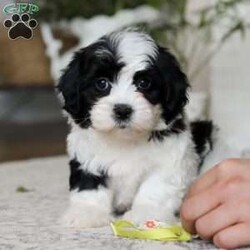 Buddy/Teddy Bear									Puppy/Male	/12 Weeks,Meet Buddy, the snuggliest Teddy Bear you’ll ever meet! With his ultra-soft fur, warm button eyes, and cuddly little paws, Buddy is the perfect companion for hugs, comfort, and endless adventures. Whether he’s tagging along for playtime, offering a soft shoulder during nap time, or simply sitting by your side, Buddy brings a sense of calm and coziness wherever he goes. His sweet smile and lovable charm make him a timeless friend for kids and grown-ups alike. With Buddy in your arms, you’ll always have a little extra love to hold on to.