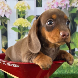 Jamie/Dachshund/Female/8 weeks Adopt a dog:Jamie/Dachshund/Female/8 weeks,Hi, I'm Jamie! I'm an 8-week-old female Dachshund with a beautiful chocolate & tan coat, born on February 28, which makes me a Pisces pup. I am ready now to plan my trip to my forever family. I'm APRI registered. Let's start our forever adventure together.