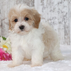 Adopt a dog:Elissa/Maltipoo/Female/7 weeks,Hi, I'm Elissa! I'm a 7-week-old female Maltipoo with a beautiful apricot & white coat, born on March 5, which makes me a Pisces sign. I'll be ready to go home to my forever family after May 1, once I'm grown enough to leave my litter. When I reach my adult size, I should weigh between 6–12 lbs. I'm excited to be your loyal companion and cuddle buddy.