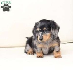 Tucker/Dachshund									Puppy/Male																/7 Weeks,To contact the breeder about this puppy, click on the “View Breeder Info” tab above.