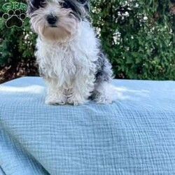 Tundra/Yorkie Poo									Puppy/Male	/20 Weeks,Meet Tundra. He is an adorable tiny puppy. Mom Mitzi is a yorkiepoo and weighs around 5 lbs. Dad is a mini poodle and weighs around 5 lbs as well. Tundra is well socialized and is very friendly and loves to be cuddled. He is up to date on shots and deworming. He was checked out by our vet from head to toe. Give us a call if you have any questions about Tundra or would like to adopt him. 