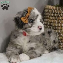 Elaine/Old English Sheepdog Mix									Puppy/Female	/11 Weeks,This is a F1b Mini Old English Mountain Doodle, a mix between an OES and a Mini Bernedoodle. Old English Mountain Doodles are playful, intelligent, loving, sociable and great family dogs. Sheepadoodles have a goofy and fun personality, mixed with the Bernese Mountain Dog it gives them a more mellow temperment. They are typically between 35-50 lbs full grown. Our puppies come with their first round of shots and dewormer and will be vet checked to ensure a healthy puppy. We take great pride in getting our puppies ready for their forever homes! We offer transportation for those who can not come pick up at our farm. Thanks for checking us out, feel free to reach out with any other questions or additional photos.