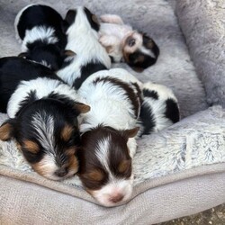  Biwer York terrier /Biewer Terrier/Female/4 weeks,Hello beautiful 5 girls and 1 boy are looking for a new home.  They are going to adopt 07 June  .Mum and Dad can be seen .
