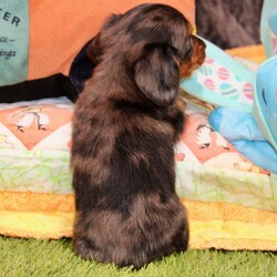 Atticus/Dachshund/Male/6 weeks Adopt a dog:Atticus/Dachshund/Male/6 weeks,Hi, I'm Atticus! I'm a 6-week-old male Dachshund with a beautiful silver dapple coat, born on March 24, which makes me an Aries sign. I'll be ready to go home to my forever family after May 20, once I'm grown enough to leave my litter. I'm APRI registered. I love to play fetch; it's my favorite game. When I get tired, I will come and curl up next to you so we can go to sleep.