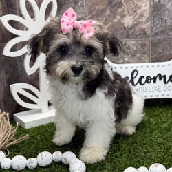 Kiyomi/Havanese/Female/13 weeks Adopt a dog:Kiyomi/Havanese/Female/13 weeks,Hi, I'm Kiyomi! I'm a 13-week-old female Havanese with a beautiful black & tan coat, born on February 6, which makes me an Aquarius pup. I am ready now to plan my trip to my forever family. Once I reach my adult size, I'm expected to weigh between 7–13 lbs. I'm AKC registered. My little paws are itching to meet my forever family.