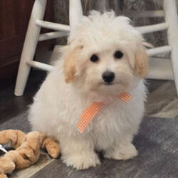 Zipper/Maltipoo/Male/18 weeks Adopt a dog:Zipper/Maltipoo/Male/18 weeks,Hi, I'm Zipper! I'm an 18-week-old male Maltipoo with a beautiful cream coat, born on December 30, which makes me a Capricorn pup. I am ready now to plan my trip to my forever family. Once I reach my adult size, I'm expected to weigh between 5–7 lbs. I'm ready to bring my fluffy love and puppy kisses into your life.