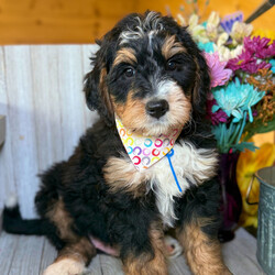 Adopt a dog:Cedar/Bernedoodle/Male/10 weeks,Hi, I'm Cedar! I'm a 10-week-old male Bernedoodle with a beautiful black, tan & white coat, born on February 27, which makes me a Pisces pup. I am ready now to plan my trip to my forever family. I'm CKC registered. My little paws are itching to meet my forever family.