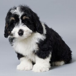 Joshua/Bernedoodle/Male/11 weeks Adopt a dog:Joshua/Bernedoodle/Male/11 weeks,Hi, I'm Joshua! I'm an 11-week-old male Bernedoodle with a beautiful black, tan & white coat, born on February 21, which makes me a Pisces pup. I am ready now to plan my trip to my forever family. I'm a cuddle expert and a professional tail-wagger.