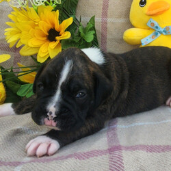 Eddie/Boxer/Male/5 weeks Adopt a dog:Eddie/Boxer/Male/5 weeks,Hi, I'm Eddie! I'm a 5-week-old male Boxer with a beautiful brindle coat, born on March 30, which makes me an Aries sign. I'll be ready to go home to my forever family after May 25, once I'm grown enough to leave my litter. When I reach my adult size, I should weigh between 65–80 lbs. I'm AKC registered. I'm the kind of friend who will always be there—especially during snack time.
