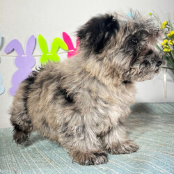 Adopt a dog:Cyrus/Maltipoo/Male/13 weeks,Hi, I'm Cyrus! I'm a 13-week-old male Maltipoo with a beautiful blue merle coat, born on February 3, which makes me an Aquarius pup. I am ready now to plan my trip to my forever family. Once I reach my adult size, I'm expected to weigh between 8–12 lbs. I'm ACHC registered. Your lap looks like the perfect spot for my puppy naps.