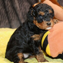 Griffin/Poodle/Male/4 weeks Adopt a dog:Griffin/Poodle/Male/4 weeks,Hi, I'm Griffin! I'm a 4-week-old male Poodle with a beautiful black & tan coat, born on April 9, which makes me an Aries sign. I'll be ready to go home to my forever family after June 5, once I'm grown enough to leave my litter. I'm AKC registered. I'm ready to shower you with love and lots of wet-nosed kisses.
