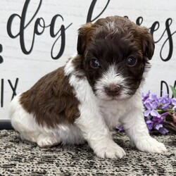 Zyrus/Havanese/Male/5 weeks Adopt a dog:Zyrus/Havanese/Male/5 weeks,Hi, I'm Zyrus! I'm a 5-week-old male Havanese with a beautiful chocolate coat, born on March 29, which makes me an Aries sign. I'll be ready to go home to my forever family after May 24, once I'm grown enough to leave my litter. When I reach my adult size, I should weigh between 7–13 lbs. I'm AKC registered. I'm ready to be your little ball of love and joy.