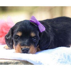 Adopt a dog:Lola/Dachshund/Female/5 weeks,Hi, I'm Lola! I'm a 5-week-old female Dachshund with a beautiful black & tan coat, born on March 29, which makes me an Aries sign. I'll be ready to go home to my forever family after May 24, once I'm grown enough to leave my litter. I'm NAPR registered. Ladies and gentlemen, when it comes to picking a puppy, there is no other choice than me.
