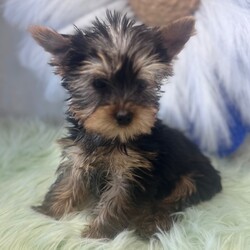 Jacob/Yorkshire Terrier/Male/10 weeks Adopt a dog:Jacob/Yorkshire Terrier/Male/10 weeks,Hi, I'm Jacob! I'm a 10-week-old male Yorkshire Terrier with a beautiful black & tan coat, born on February 27, which makes me a Pisces sign. I'll be ready to go home to my forever family after April 24, once I'm grown enough to leave my litter. When I reach my adult size, I should weigh between 7–10 lbs. I'm APRI registered. With me you'll have the time of your life and feel a love like never before.