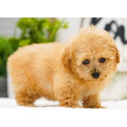 Theo/Poodle/Male/10 weeks Adopt a dog:Theo/Poodle/Male/10 weeks,Hi, I'm Theo! I'm a 10-week-old male Poodle with a beautiful apricot coat, born on February 26, which makes me a Pisces sign. I'll be ready to go home to my forever family after April 24, once I'm grown enough to leave my litter. I'm UABR registered. My love for you will be as boundless as my puppy energy.