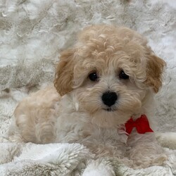 Adopt a dog:Charlie/Cavapoo/Male/13 weeks,Hi, I'm Charlie! I'm a 13-week-old male Cavapoo with a beautiful red coat, born on February 2, which makes me an Aquarius pup. I am ready now to plan my trip to my forever family. Once I reach my adult size, I'm expected to weigh between 8–14 lbs. I'm ICA registered. My love for you will be as boundless as my puppy energy.