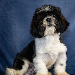 Adopt a dog:Joell/Shih Tzu/Male/29 weeks,Hi, I'm Joell! I'm a 29-week-old male Shih Tzu with a beautiful black & white coat, born on October 12, which makes me a Libra pup. I am ready now to plan my trip to my forever family. Once I reach my adult size, I'm expected to weigh between 9–16 lbs. I'm ACA registered. I'm ready to sprinkle a little bit of joy into your life.