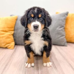 Claire/Bernese Mountain Dog									Puppy/Female	/7 Weeks,Meet Claire! This adorable Bernese Mountain Dog is looking for a forever family! 