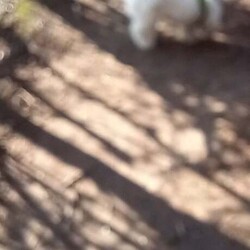 Bichon Frise /Bichon Frise/Female/4 weeks,Hello. Bichon Frise with documents. Boys and girls. Non-allergic to humans. No smell. Friendly, sweet. Will be able to travel to new homes on June 15th. 