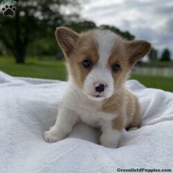 Kobi/Pembroke Welsh Corgi									Puppy/Male	/8 Weeks, Meet Kobi … He is a Pembroke welsh corgi little boy..His parents are both DM clear and weigh around 30 to 35 lbs the mom is our family pet..and the Dad is owned by our friends… He was vet checked and is in super good health… He is updated on his shots and wormer and is microchipped… Kobi is looking for his Furever Family to love and care for him.. He will be ready to leave our home on May 24 th or anytime after that ..He will come with a 30 day health guarantee.. if you have any questions please feel free to call or text me anytime …. Kobi is sure to bring lots of joy to your home 
