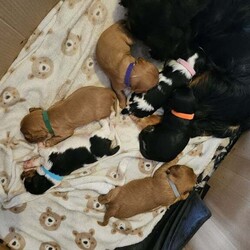 Beautiful Cavalier Pups Essex /Cavalier King Charles Spaniel/Female/7 weeks,We are excited to announce our gorgeous girl Ruby gave birth to her first litter of puppies on 6th April and she is a brilliant Mum. We have 5 beautiful puppies looking for their caring, forever homes, 1 girl and 4 boys (girl is black and tan, 1 boy is tri-colour and the other 3 boys are ruby). Both parents are KC registered and health tested. 
