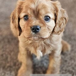 Beautiful Cavalier Pups Essex /Cavalier King Charles Spaniel/Female/7 weeks,We are excited to announce our gorgeous girl Ruby gave birth to her first litter of puppies on 6th April and she is a brilliant Mum. We have 5 beautiful puppies looking for their caring, forever homes, 1 girl and 4 boys (girl is black and tan, 1 boy is tri-colour and the other 3 boys are ruby). Both parents are KC registered and health tested. 
