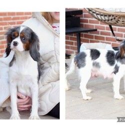 Roxy/Cavalier King Charles Spaniel									Puppy/Female	/April 17th, 2025,Roxy is one of 5 in her litter , her approximate adult weight is 18 to 20 pounds , she is sweet ,and  loves playing with kids . 