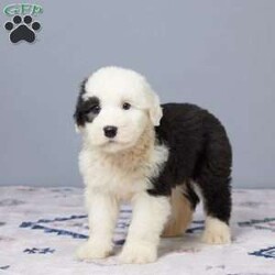 Callie/Old English Sheepdog									Puppy/Female	/10 Weeks,Meet Callie, a sweet AKC registered Old English Sheepdog with a heart full of love! Callie is family raised and has been loved on every day. She’s vet checked, microchipped, and current on all her vaccines and dewormer to keep her happy and healthy. With her soft coat and gentle eyes, Callie is ready to bring joy and cuddles to her forever home. If you’re looking for a loyal companion, Callie might be the one for you!