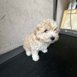 Bichon Frise very rare - Goldie/Bichon Frise/Female/11 weeks,Meet Goldie a wonderful Bichon Frise , looking for a new lovely home , Goldie is very very friendly and full of joy , very interactive and loves kids , must mention that he is very good with other pets . Goldie is a rare Bichon and he is one of the best puppy’s .