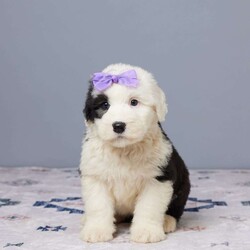 Callie/Old English Sheepdog									Puppy/Female	/10 Weeks,Meet Callie, a sweet AKC registered Old English Sheepdog with a heart full of love! Callie is family raised and has been loved on every day. She’s vet checked, microchipped, and current on all her vaccines and dewormer to keep her happy and healthy. With her soft coat and gentle eyes, Callie is ready to bring joy and cuddles to her forever home. If you’re looking for a loyal companion, Callie might be the one for you!