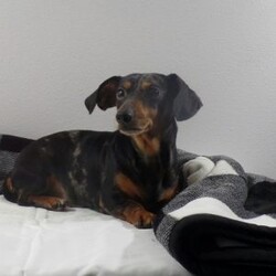 Macy/Dachshund									Puppy/Female	/11 Weeks,Meet Macy! She is an adorable Mini Dachshund Puppy! She loves cuddles and all the attention! And is up to date on vaccines, and deworming. And has had a vet check done. Both parents weighing 11 pounds. For more information call or text Mary Sue. A $200 will reseve her and is nonrefundable. 