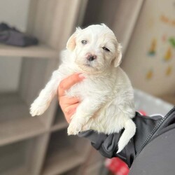 Bichon Maltese miny toy /Bichon Frise/Female/9 weeks,Hello I’m selling this beautiful puppy he’s 5 weeks and 4 days old he is eating solid and soft food 
