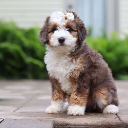 Totsi/Mini Aussiedoodle									Puppy/Female	/12 Weeks,Meet your new best friend—a darling Mini Aussiedoodle puppy named Totsi! With her soft, wavy coat and eye-catching black and white markings, she’s as huggable as she is adorable. Totsi is the perfect mix of playful energy, gentle affection, and sweet goofiness that’s sure to win hearts everywhere she goes. Her big heart and joyful spirit make her the ideal companion for a lifetime of love and laughter.