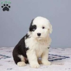 Callie/Old English Sheepdog									Puppy/Female	/10 Weeks,Meet Callie, a sweet AKC registered Old English Sheepdog with a heart full of love! Callie is family raised and has been loved on every day. She’s vet checked, microchipped, and current on all her vaccines and dewormer to keep her happy and healthy. With her soft coat and gentle eyes, Callie is ready to bring joy and cuddles to her forever home. If you’re looking for a loyal companion, Callie might be the one for you!