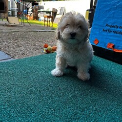 Bichon Frise very rare - Goldie/Bichon Frise/Female/11 weeks,Meet Goldie a wonderful Bichon Frise , looking for a new lovely home , Goldie is very very friendly and full of joy , very interactive and loves kids , must mention that he is very good with other pets . Goldie is a rare Bichon and he is one of the best puppy’s .