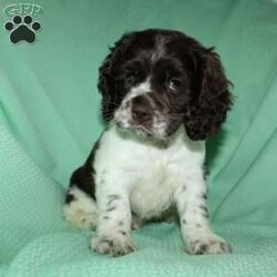 Sammy/Cocker Spaniel									Puppy/Male	/9 Weeks,Here comes a beautiful Cocker Spaniel puppy with floppy ears and a soft curly coat! This perfect puppy is up to date on shots and dewormer and vet checked! The mother Sandy is a sweet Cocker Spaniel and the father Maxer is handsome and smart! If you are looking for a puppy who is well socialized and loves attention contact us today! 