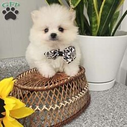 GLACIER/Pomeranian									Puppy/Male	/8 Weeks,Hi there! Meet Glacier… He is a sweet friendly little fellow that will wiggle his way right into your heart with his cute antics and playfulness. Pomeranians are smart, friendly, and so eager to please. Both parents have a k c registration and are super sweet. This little guy will be u t d on shots n dewormer , vetted and microchipped as well . If you would like to set up an appointment to meet or adopt this little guy, please text or call barb. Best time to reach me.Is monday through saturday. A $150 deposit will hold the puppy for you.