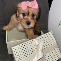 Shih -Tzu and Bichon pups /Bichon Frise/Female/9 weeks,Hello here I present you my Bella’s puppies ! They wonderful, smart , playful , perfect for families with children or if you just need a lap dog as your best companion they are the perfect choice ! Mother is bichon with shihtzu mixed and father is pure breed shihtzu with pedigree . Both parents very healthy never been sick ! For more info please contact me .