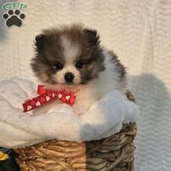 Knox/Pomeranian									Puppy/Male	/8 Weeks,Hi there!!  Meet Knox …he is an adorable little fluff ball that will make the perfect addition to your family. He is sweet, smart and friendly and so eager to please. His adult guestimated weight is around 6 pounds. Both parents are super sweet n weigh around 5/6 pounds as well. If you would like to set up an appointment to meet or adopt this little gem please text or call barb. A non refundable deposit of a hundred and fifty dollars will hold a puppy for you. Best time to reach me.Is monday through saturday.