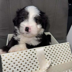 Shih -Tzu and Bichon pups /Bichon Frise/Female/9 weeks,Hello here I present you my Bella’s puppies ! They wonderful, smart , playful , perfect for families with children or if you just need a lap dog as your best companion they are the perfect choice ! Mother is bichon with shihtzu mixed and father is pure breed shihtzu with pedigree . Both parents very healthy never been sick ! For more info please contact me .