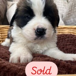 READY TO LEAVE NEXT WEEK Adorable Saint Bernard Puppies – Family Raised & Full of Love!/Saint Bernard/Female/6 weeks,Adorable Saint Bernard Puppies – Family Raised & Full of Love!
