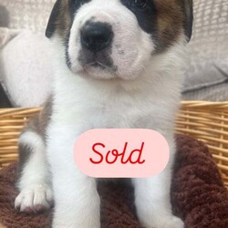 READY TO LEAVE NEXT WEEK Adorable Saint Bernard Puppies – Family Raised & Full of Love!/Saint Bernard/Female/6 weeks,Adorable Saint Bernard Puppies – Family Raised & Full of Love!
