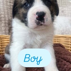 READY TO LEAVE NEXT WEEK Adorable Saint Bernard Puppies – Family Raised & Full of Love!/Saint Bernard/Female/6 weeks,Adorable Saint Bernard Puppies – Family Raised & Full of Love!
