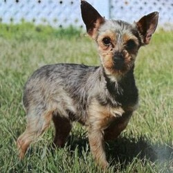 Beauty/Yorkie									Puppy/Female	/10 Weeks,Say hi to the cutest yorkie puppies! These sweet fur babies are just the cutest! They are vet checked, dewormed, vaccinated, and microchipped. They will go home with a puppy kit that includes their information and a bag of food that they are currently eating. There mama is Roberta and she weighs 5 pounds and daddy is Tucker and he weighs 4 pounds. 
