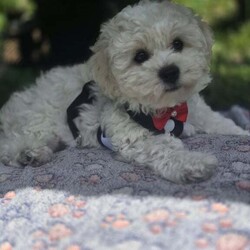Bichon Frise /Bichon Frise/Female/3 months,Puppies are looking for a good owner, a cozy home. Born 12.04.25. Fully vaccinated, have documents. Waiting for you.I can bring a puppy for a nominal fee.