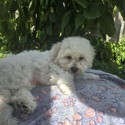 Bichon Frise /Bichon Frise/Female/3 months,Puppies are looking for a good owner, a cozy home. Born 12.04.25. Fully vaccinated, have documents. Waiting for you.I can bring a puppy for a nominal fee.