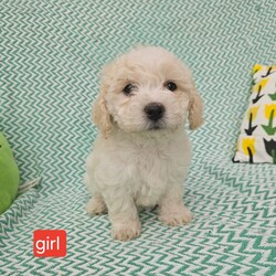 Bichon frise /Bichon Frise/Female/6 weeks,Bichon frise for sale. 4 boys and 2 girls. puppies will be ready on July 5th, puppies are trained to outside and on mats, they are happy and full of energy.