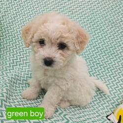 Bichon frise /Bichon Frise/Female/6 weeks,Bichon frise for sale. 4 boys and 2 girls. puppies will be ready on July 5th, puppies are trained to outside and on mats, they are happy and full of energy.